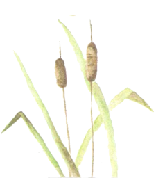 lisdodde